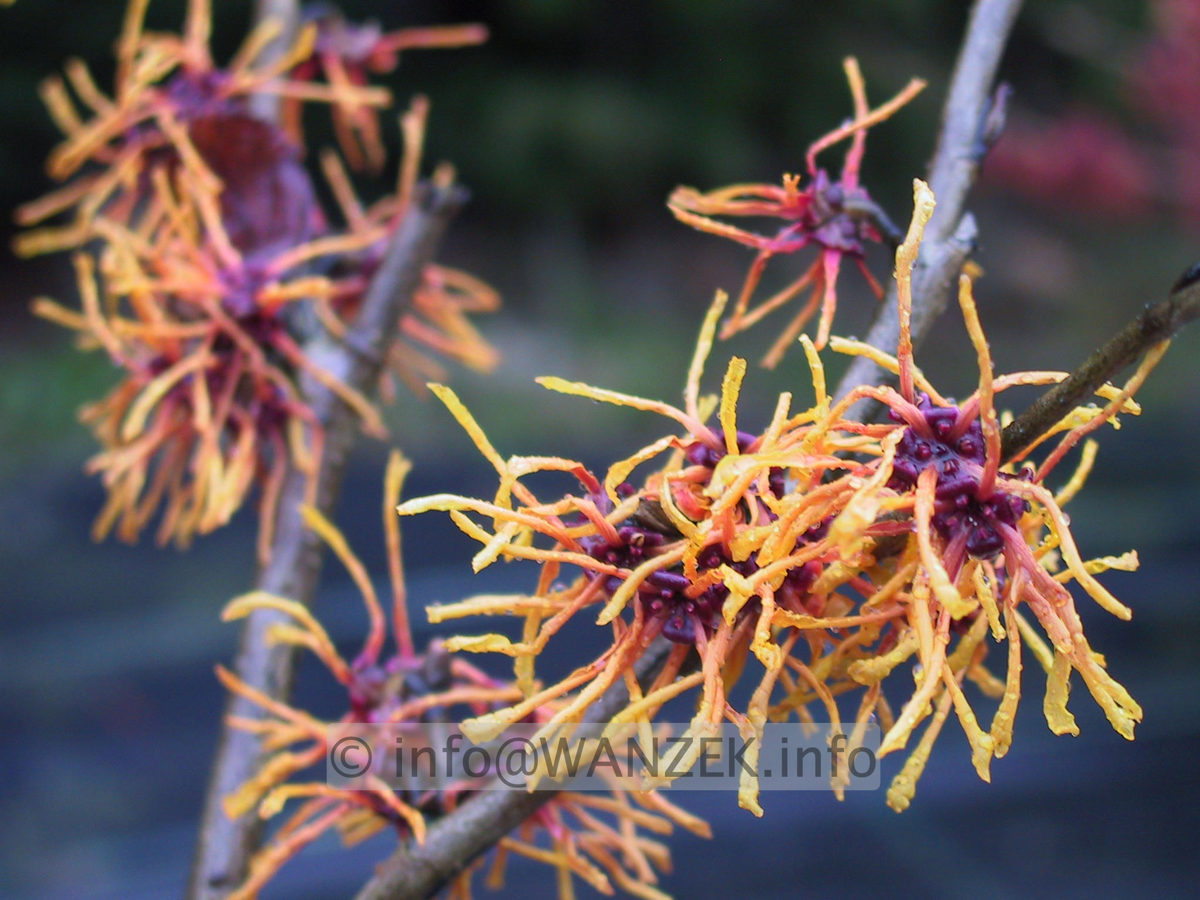 Hamamelis Orange Beauty2.JPG